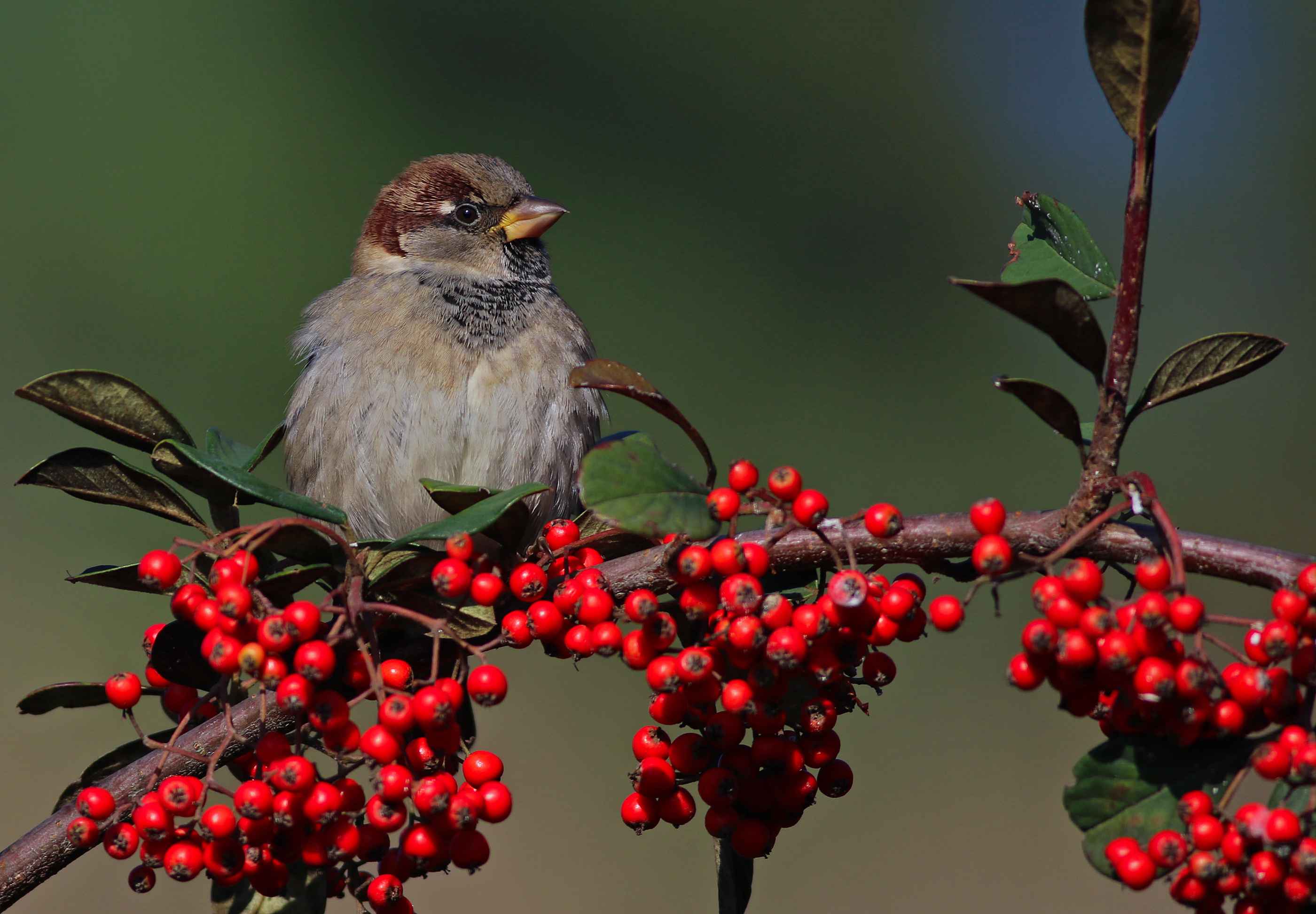 House Sparrow
